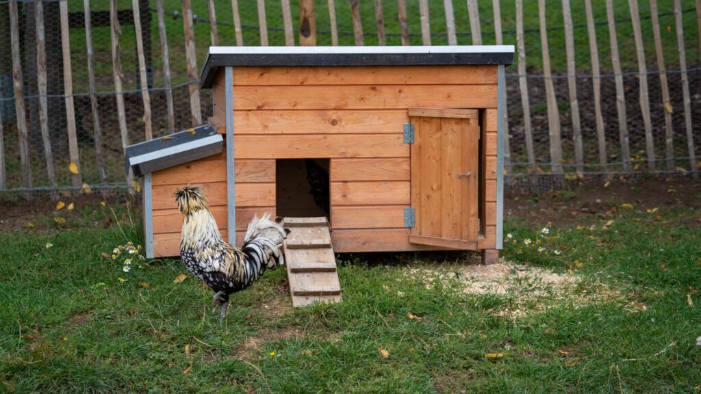 Blog 11 Chicken Coops